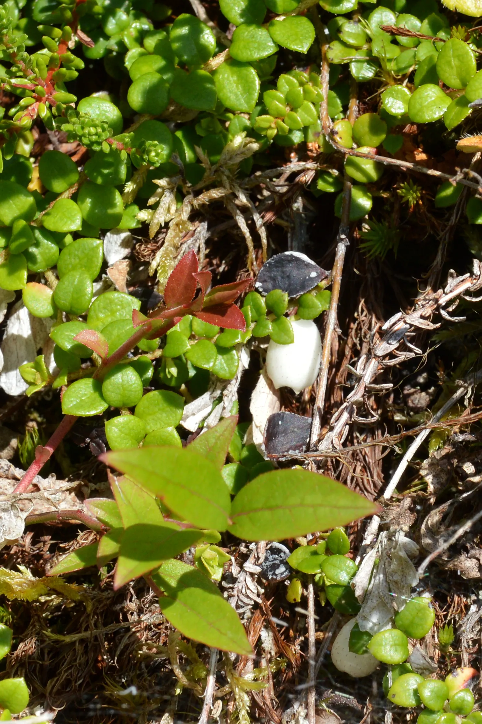 Creeping Snowberry (Symphoricarpos Mollis) — is a versatile and low-growing deciduous shrub native to North America