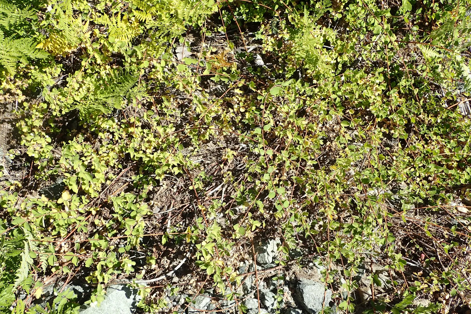 Creeping Snowberry (Symphoricarpos Mollis) — Hardy and drought-tolerant once established