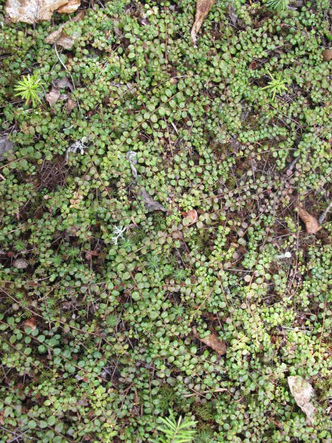Creeping Snowberry (Symphoricarpos Mollis) — persisting through winter and providing food for local wildlife