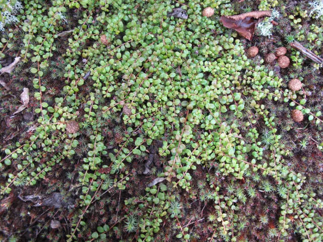 Creeping Snowberry (Symphoricarpos Mollis) — attracting pollinators and birds