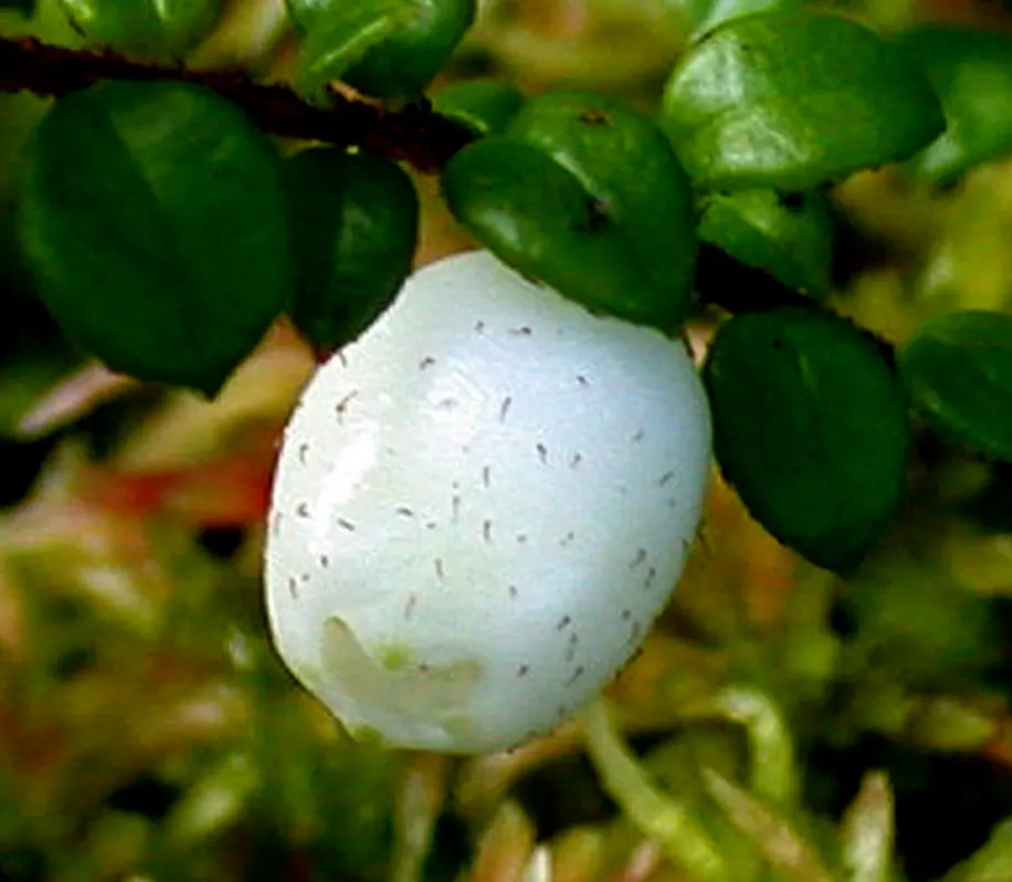Creeping Snowberry (Symphoricarpos Mollis) — which are followed by distinctive snow-white berries by late summer to early fall