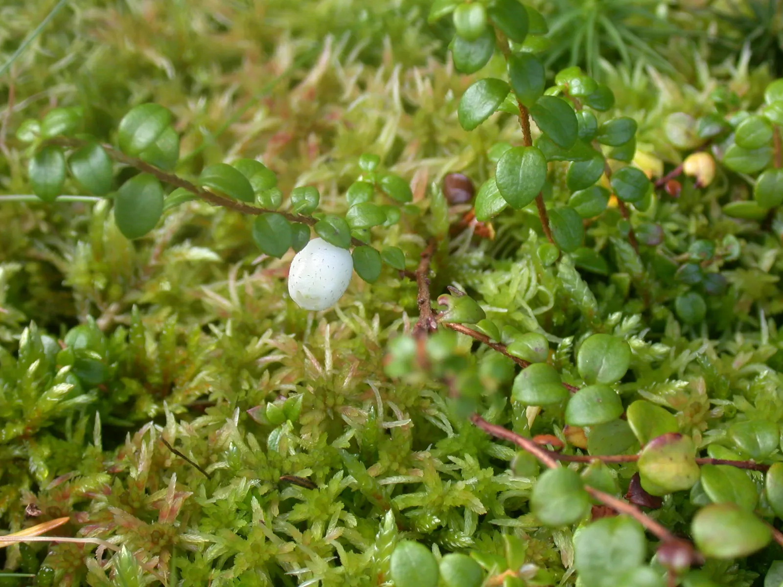 Creeping Snowberry (Symphoricarpos Mollis) — white to pale pink flowers