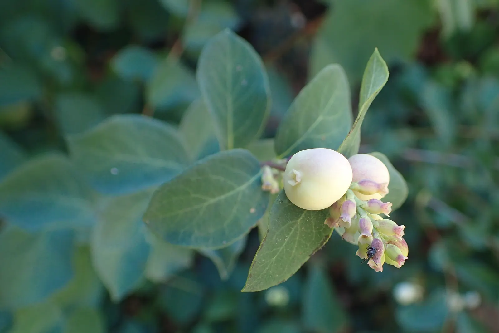 Creeping Snowberry (Symphoricarpos Mollis) — scientifically known as Symphoricarpos mollis