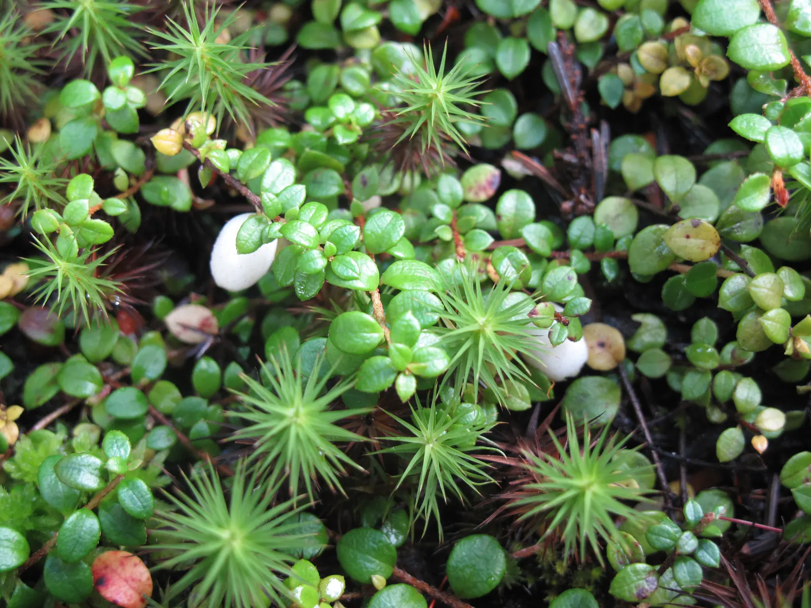 Creeping Snowberry (Symphoricarpos Mollis) — providing erosion control on slopes with well-drained soils