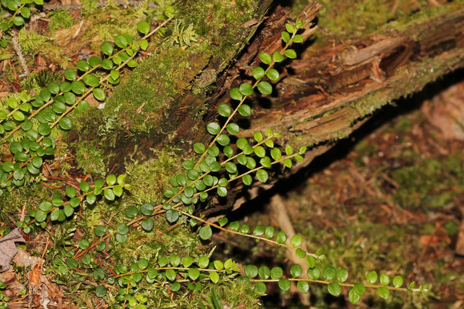 Creeping Snowberry (Symphoricarpos Mollis) — <br><br>For optimal growth