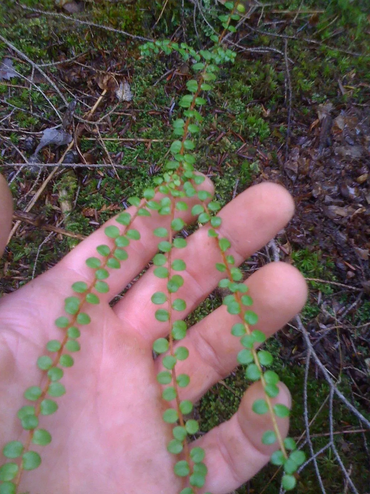 Creeping Snowberry (Symphoricarpos Mollis) — Adaptable to partial shade, it stands 6 inches tall, spreading up to 3 feet