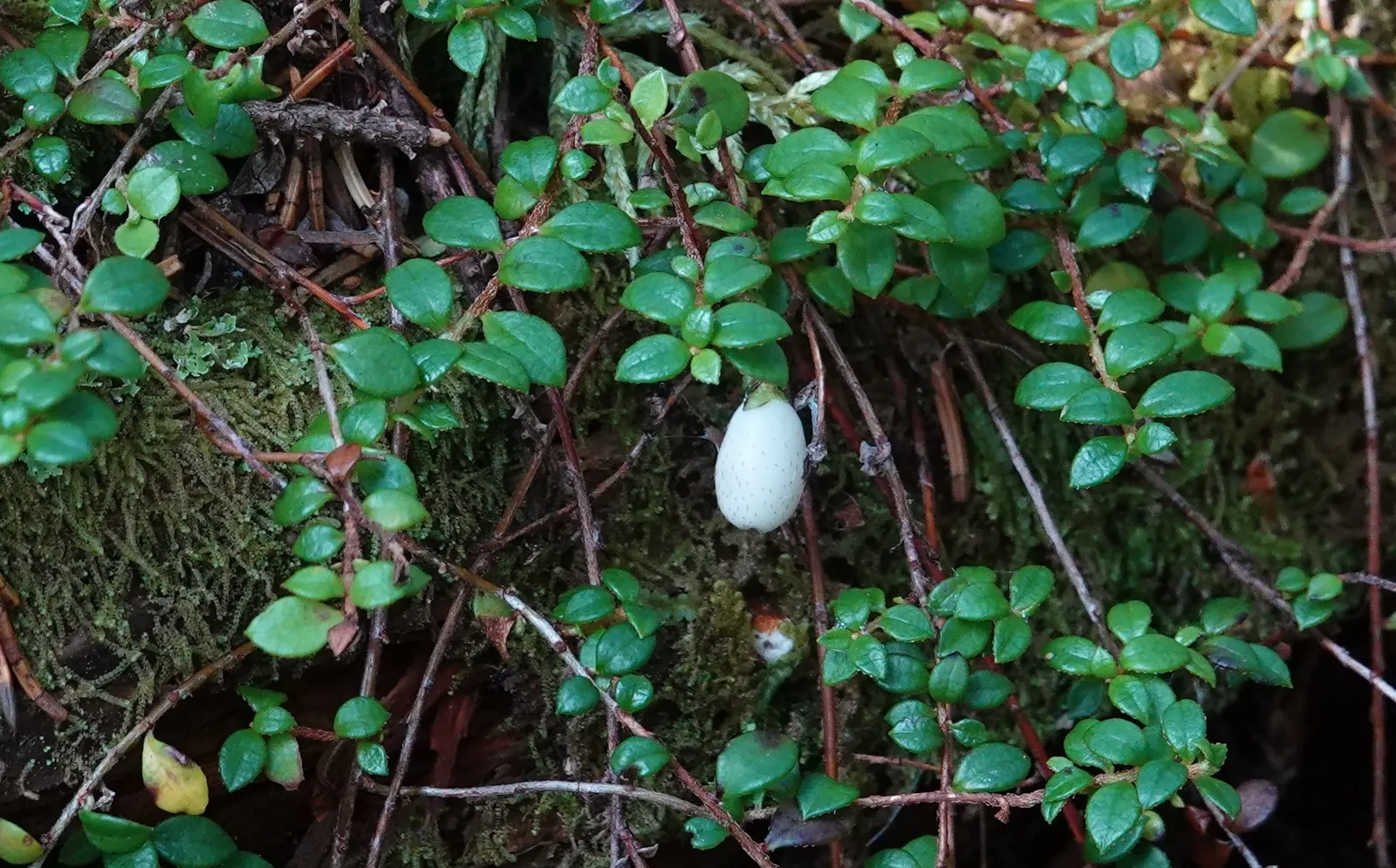 Creeping Snowberry (Symphoricarpos Mollis) — These berries are a unique ornamental feature