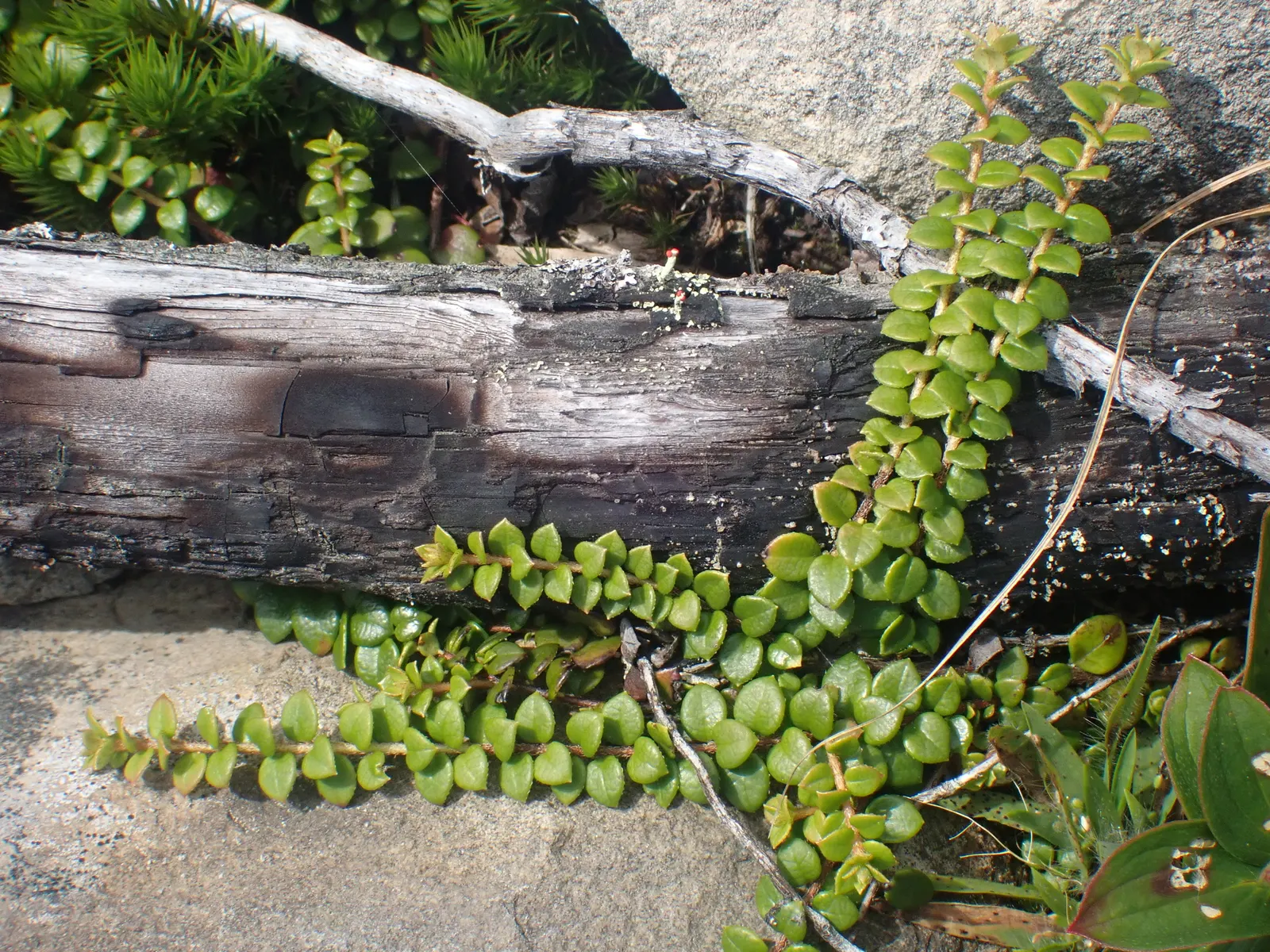 Creeping Snowberry (Symphoricarpos Mollis) — This low-maintenance plant excels in woodland gardens