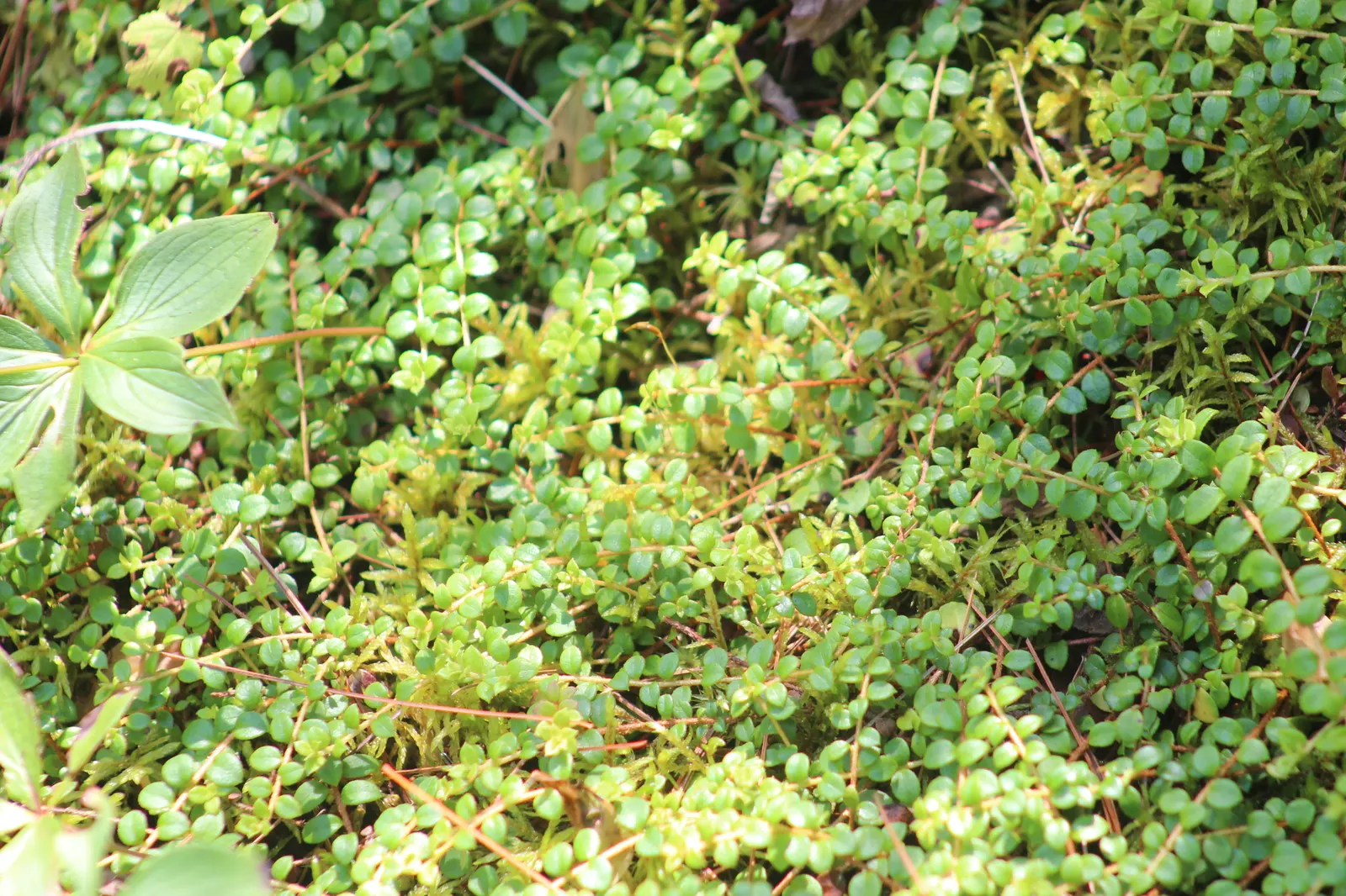 Creeping Snowberry (Symphoricarpos Mollis) — followed by white berries in summer