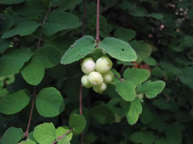 Creeping Snowberry (Symphoricarpos Mollis) — is a North American native groundcover