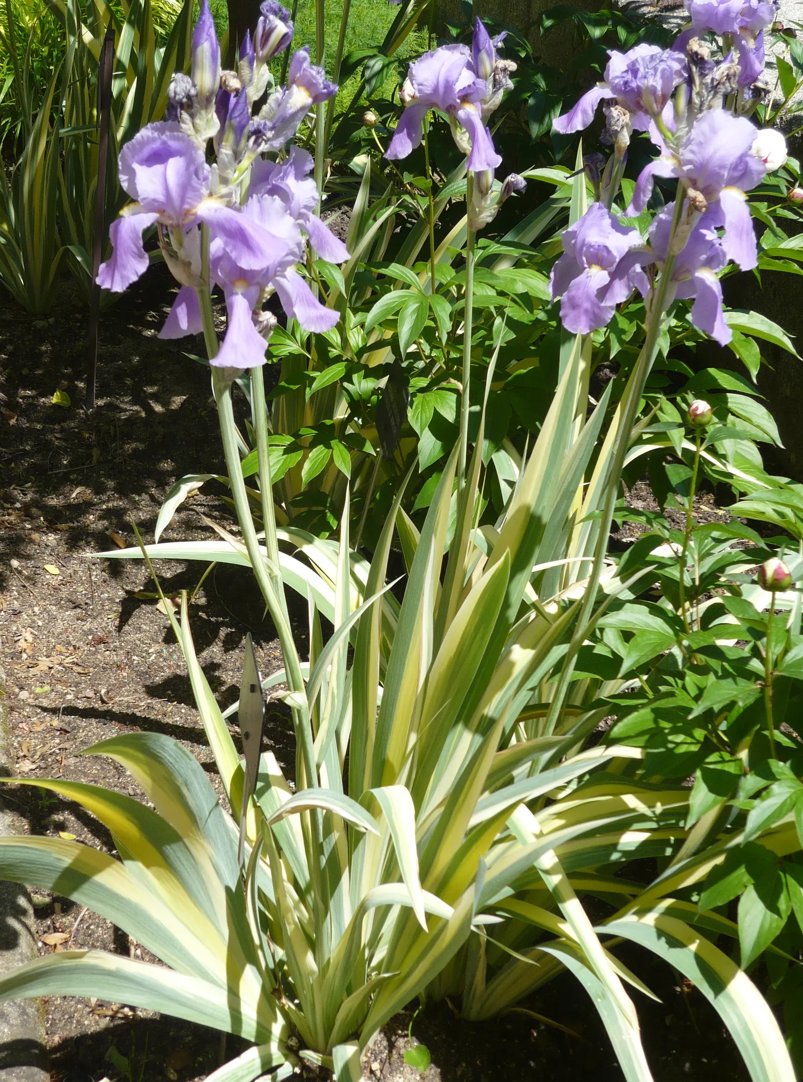 Yellow Dalmation Iris (Iris Pallida 'Variegata') — This hardy plant thrives in full to partial sun and well-drained soil