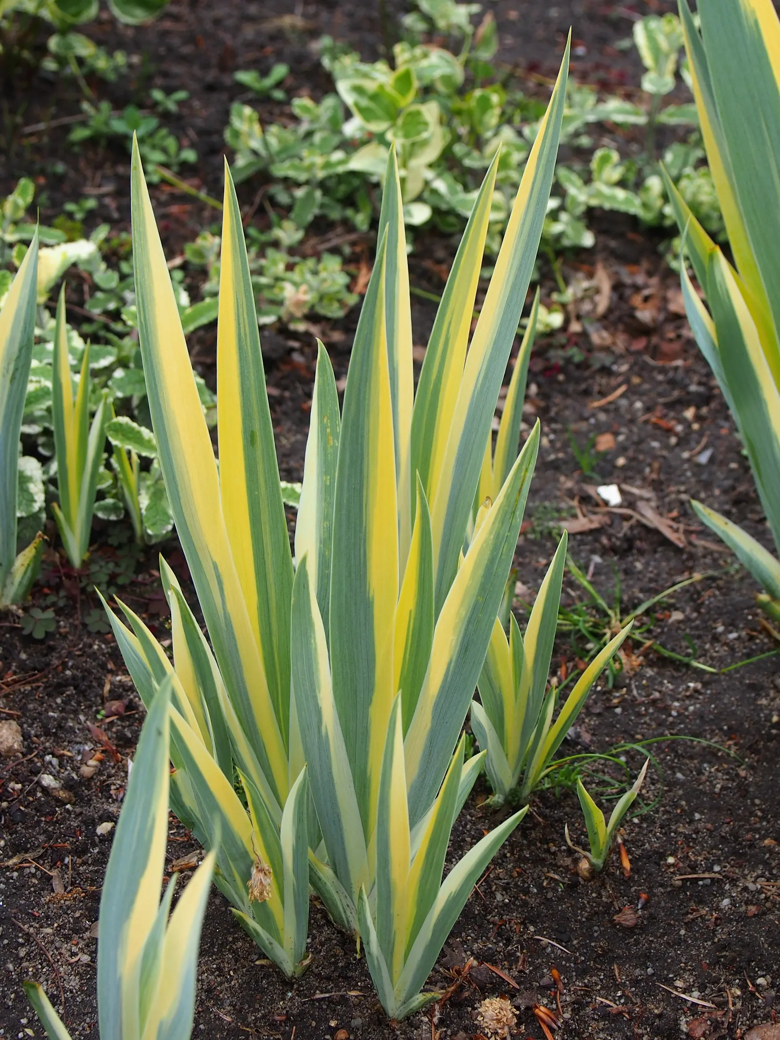 Yellow Dalmation Iris (Iris Pallida 'Variegata') — commonly known as the Yellow Dalmatian Iris; in late spring to early summer
