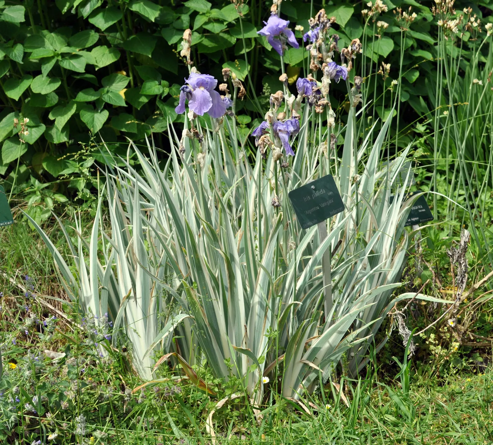 Yellow Dalmation Iris (Iris Pallida 'Variegata') — In late spring to early summer