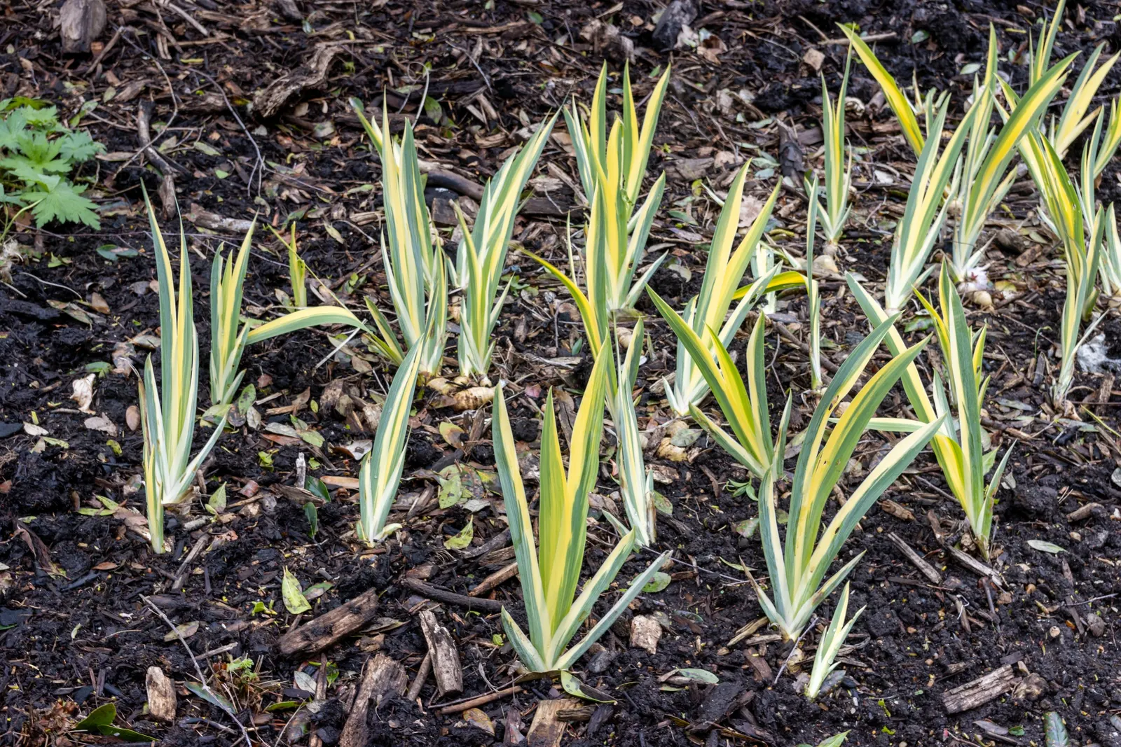 Yellow Dalmation Iris (Iris Pallida 'Variegata') — the Yellow Dalmatian Iris produces pale lavender-blue flowers