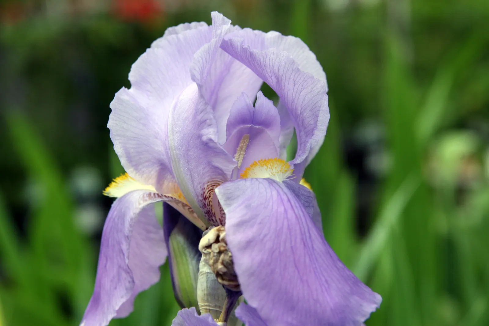 Yellow Dalmation Iris (Iris Pallida 'Variegata') — blue flowers in the garden