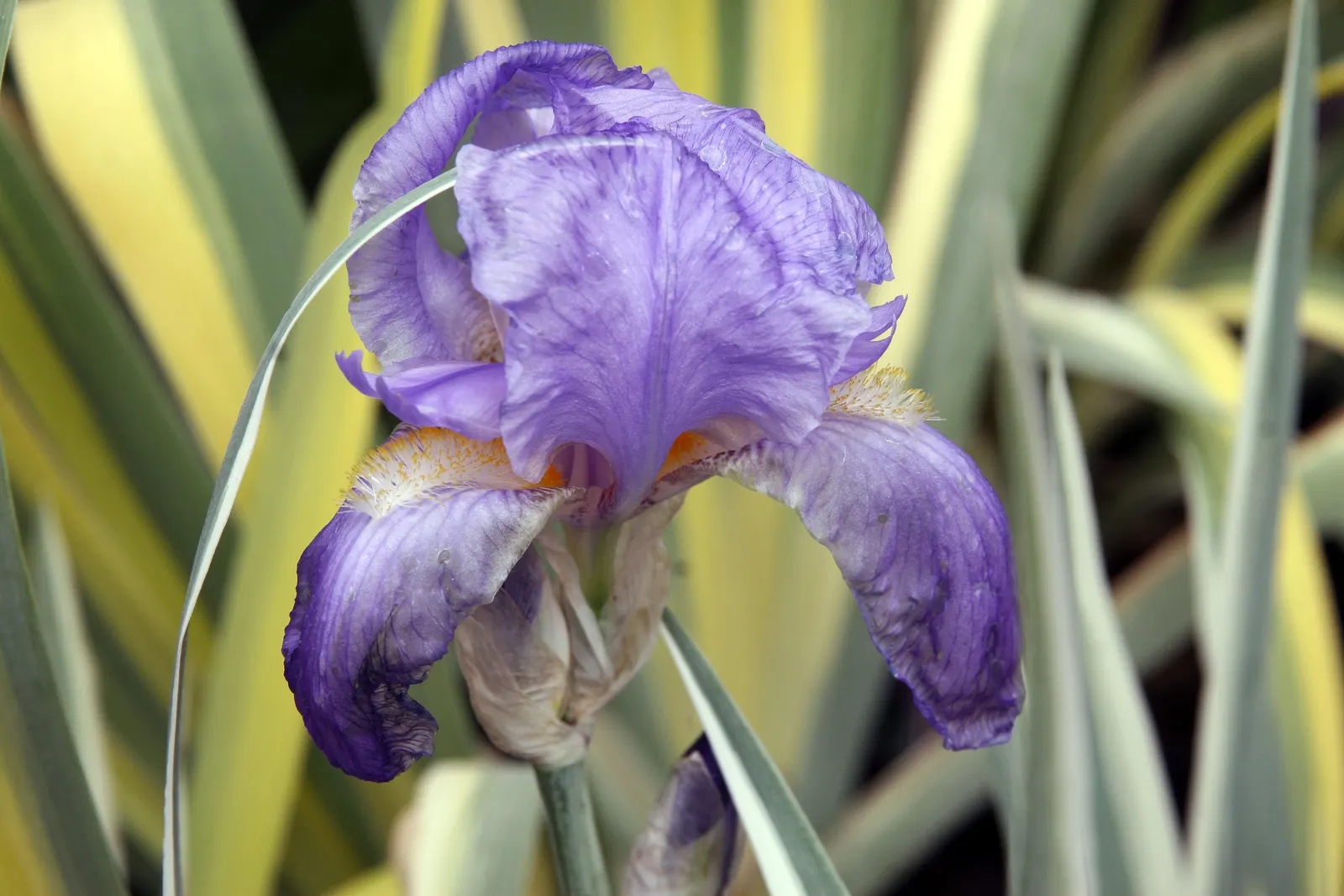 Yellow Dalmation Iris (Iris Pallida 'Variegata') — making it a valuable addition to the landscape throughout the growing season