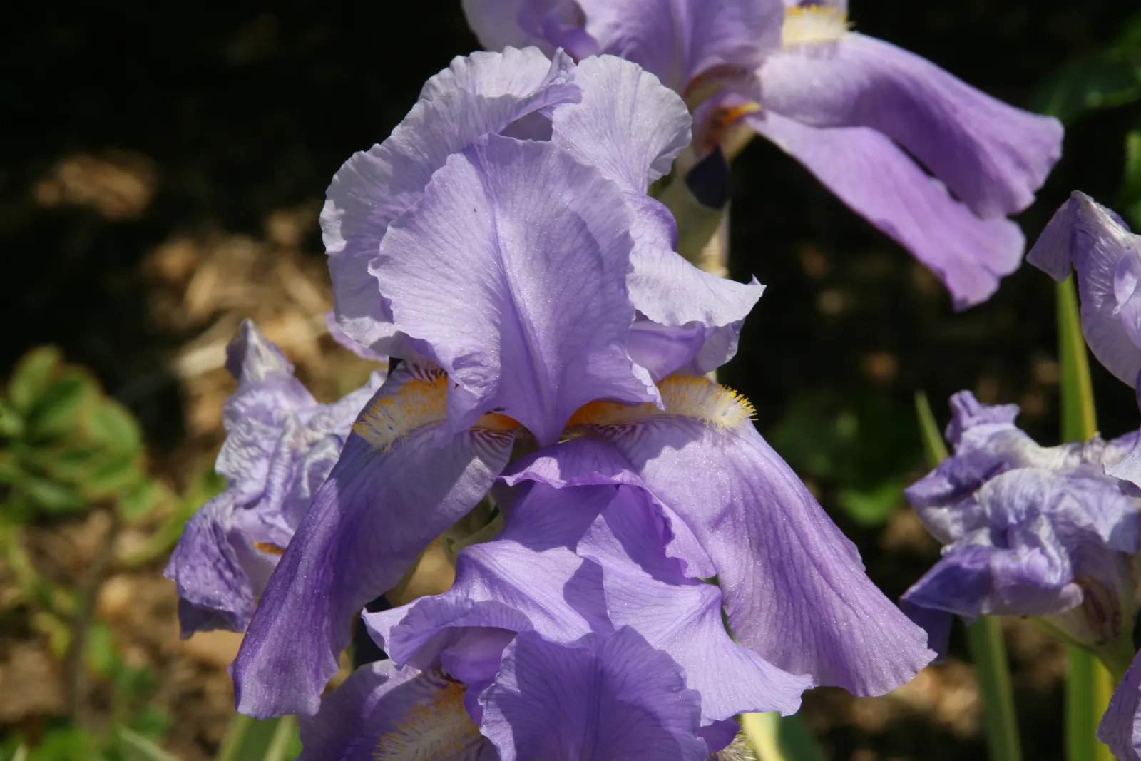 Yellow Dalmation Iris (Iris Pallida 'Variegata') — is a captivating perennial with striking variegated foliage