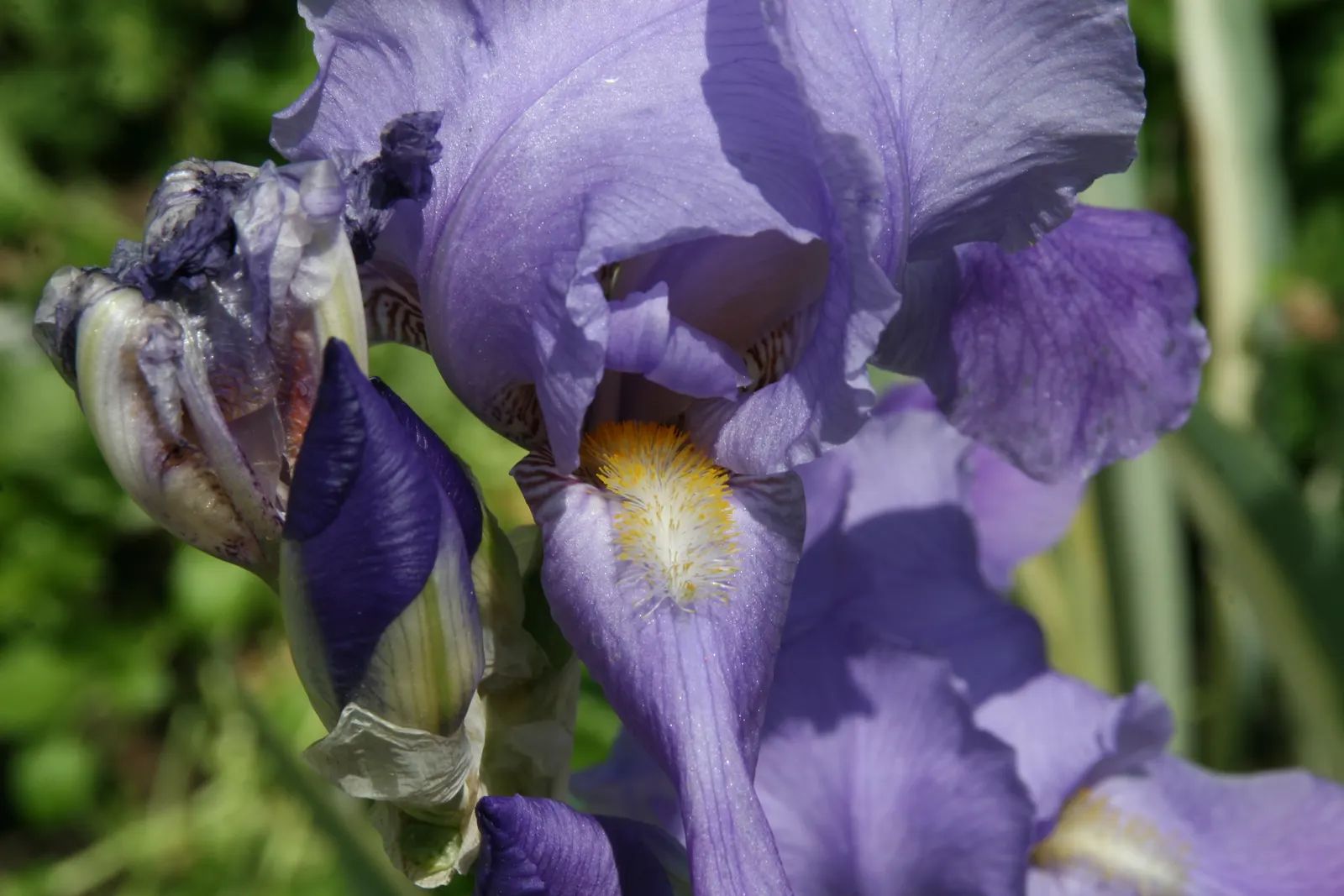 Yellow Dalmation Iris (Iris Pallida 'Variegata') — This species typically reaches heights of 24 to 36 inches