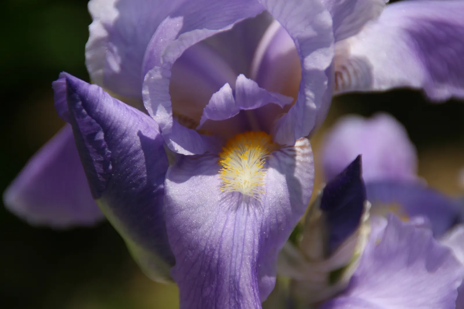 Yellow Dalmation Iris (Iris Pallida 'Variegata') — drought-tolerant once established