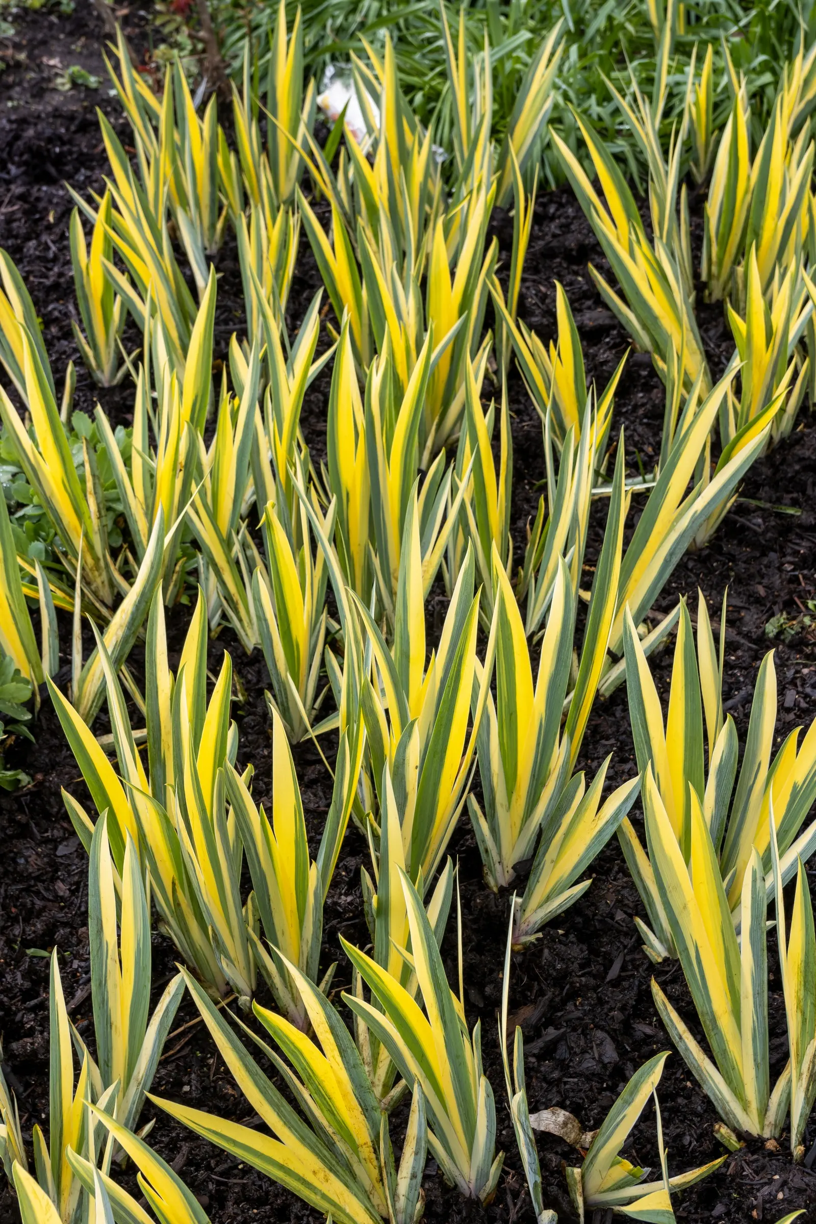 Yellow Dalmation Iris (Iris Pallida 'Variegata') — perfect for accentuating borders and aromatic gardens