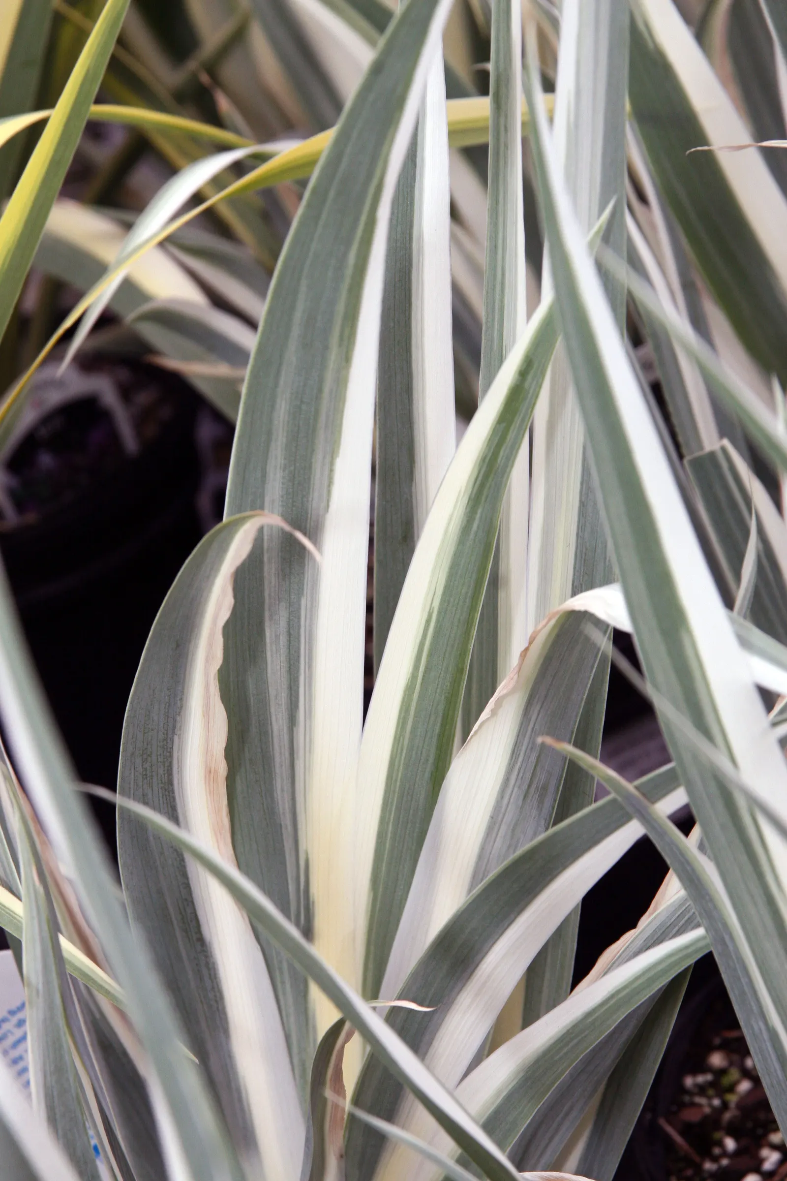 Yellow Dalmation Iris (Iris Pallida 'Variegata') — renowned for their grape-like fragrance
