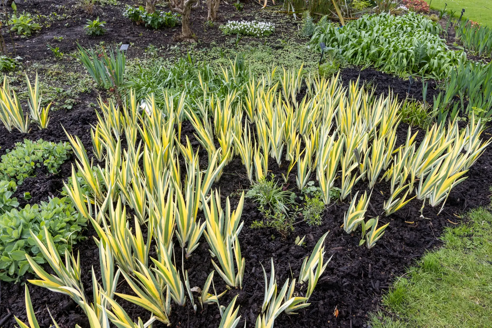 Yellow Dalmation Iris (Iris Pallida 'Variegata') — commonly known as the Yellow Dalmatian Iris