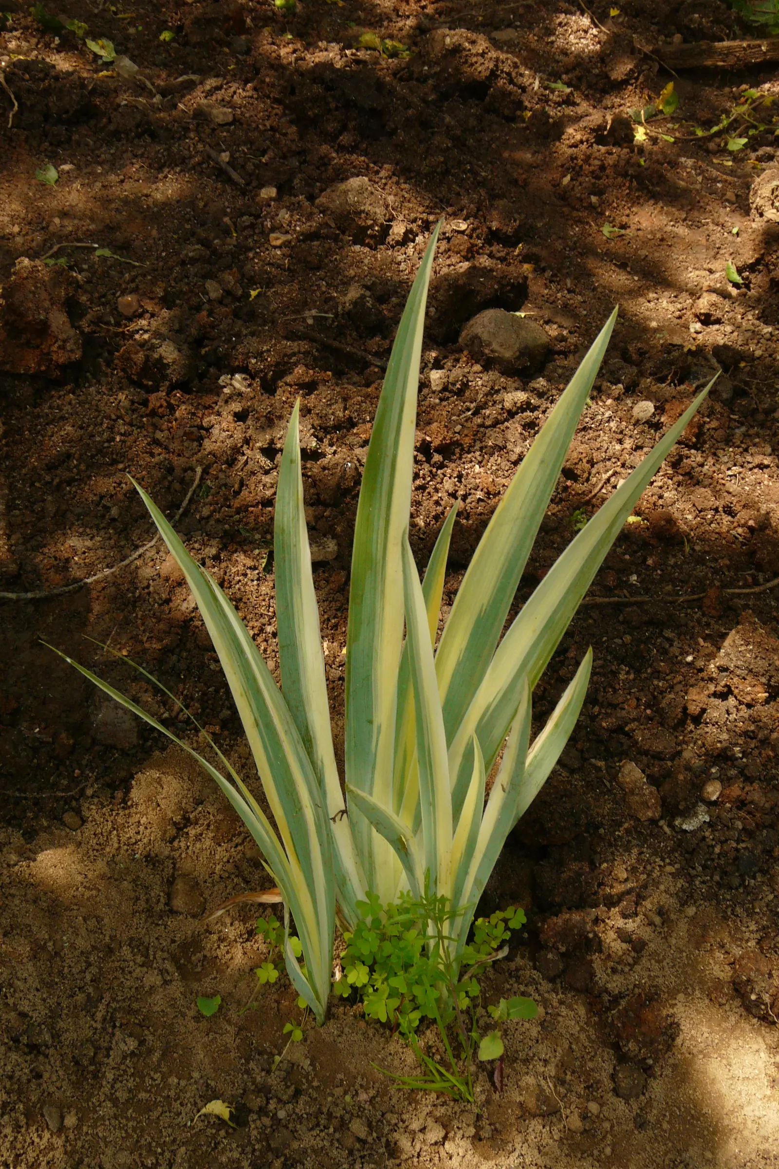 Yellow Dalmation Iris (Iris Pallida 'Variegata') — which can grow up to 4 inches across.<br><br>Flourishing in USDA Hardiness Zones 4 through 9