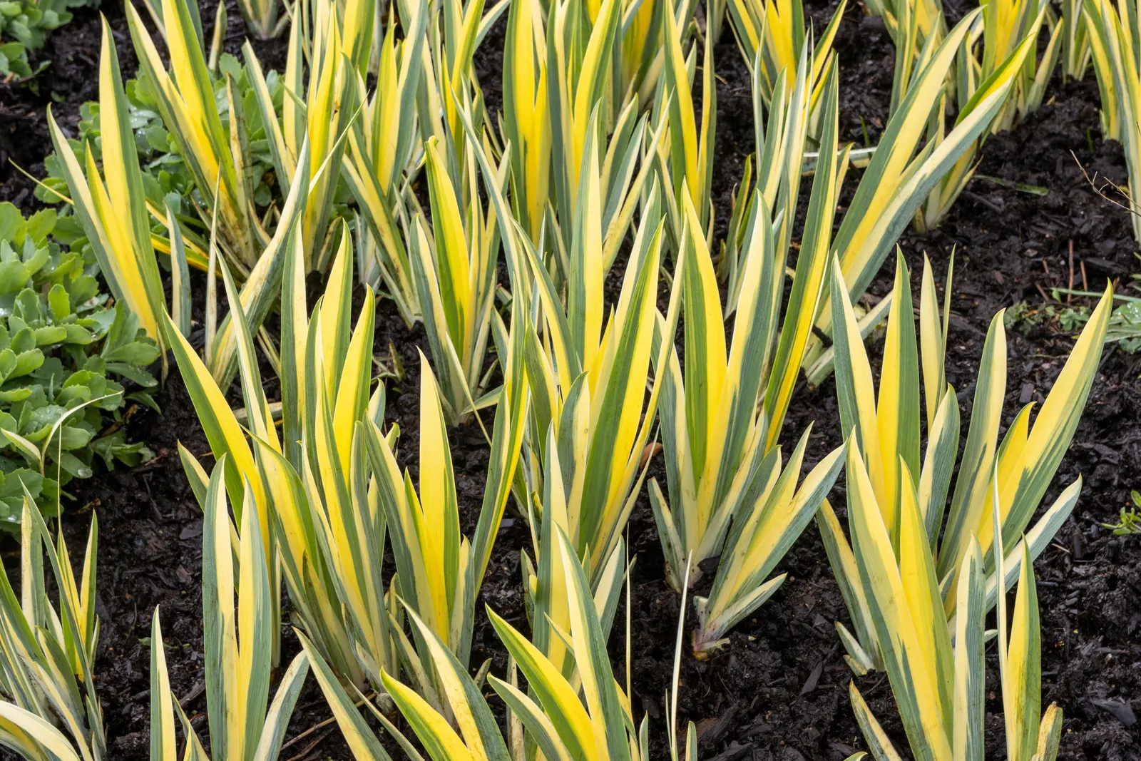 Yellow Dalmation Iris (Iris Pallida 'Variegata') — light lavender-blue flowers on stems that can rise to 36 inches high