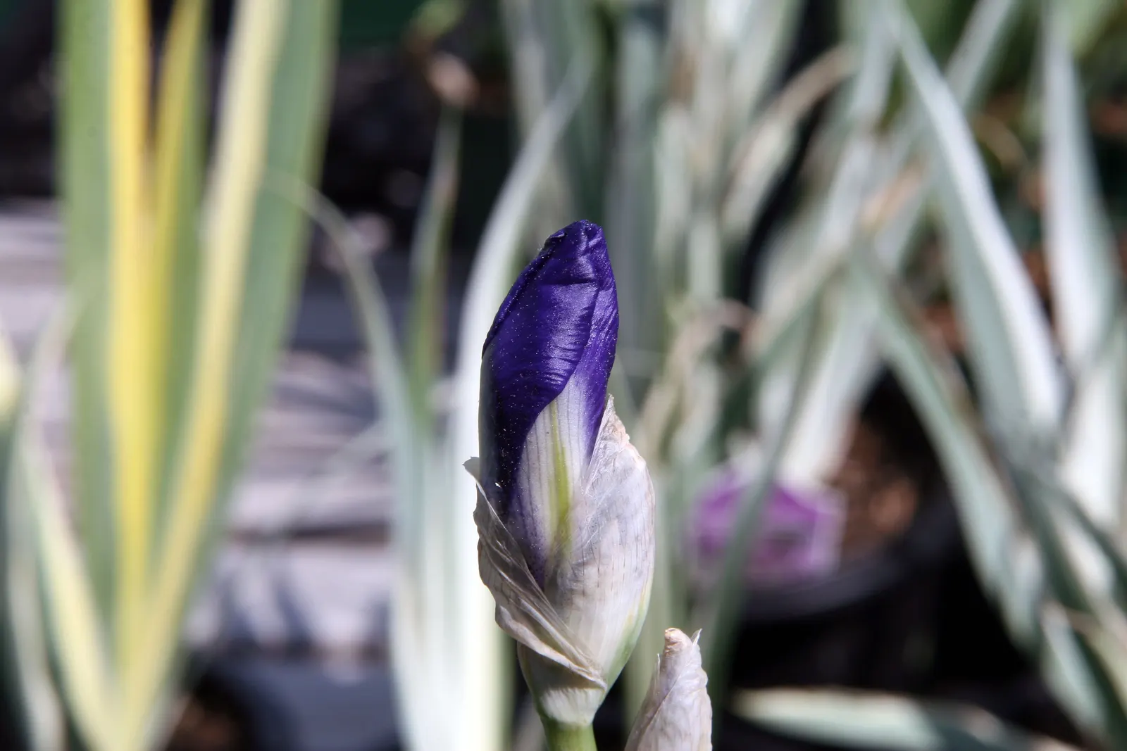 Yellow Dalmation Iris (Iris Pallida 'Variegata') — perennial for full or half