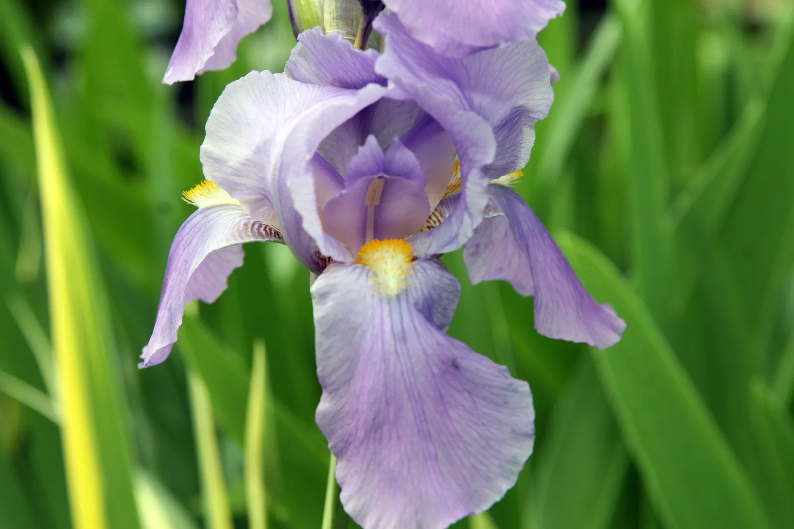 Yellow Dalmation Iris (Iris Pallida 'Variegata') — The Iris pallida 'Variegata,' commonly referred to as the Yellow Dalmatian Iris