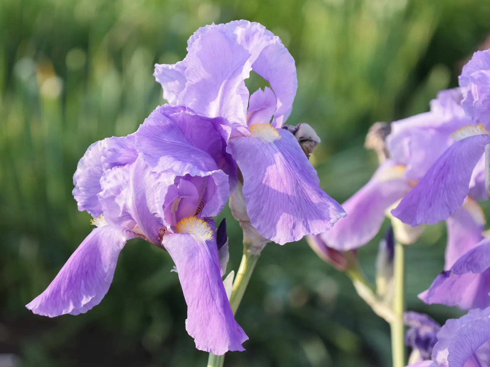 Yellow Dalmation Iris (Iris Pallida 'Variegata') — Leaves are sword-like, featuring creamy yellow stripes along their length, reaching up to 24 inches tall