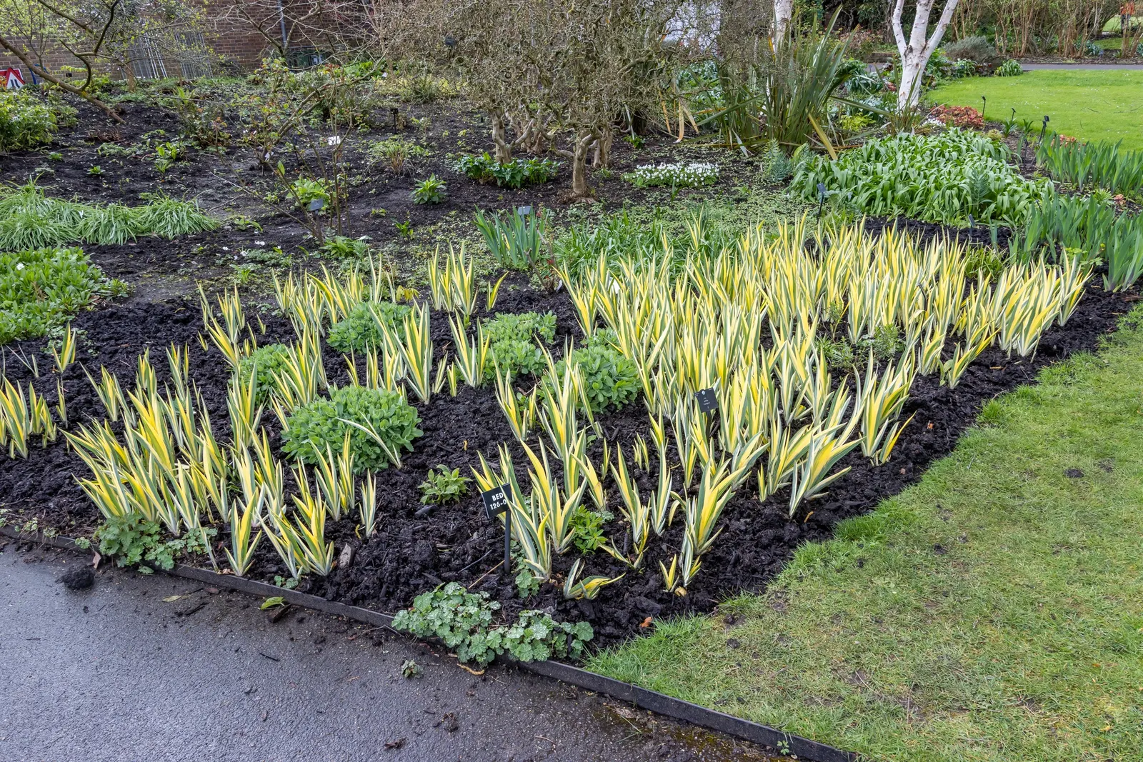 Yellow Dalmation Iris (Iris Pallida 'Variegata') — with a spread of 18 to 24 inches