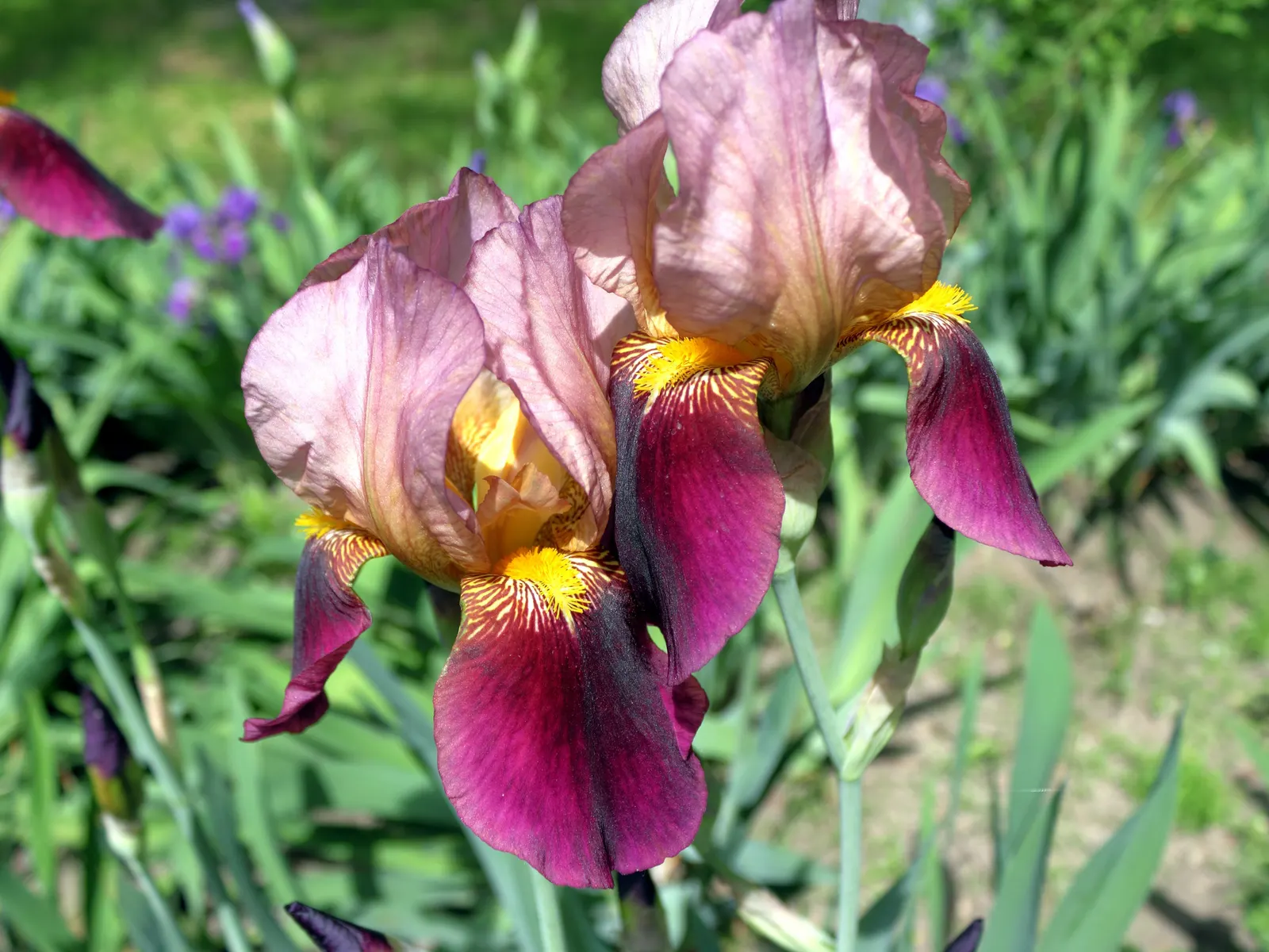 Yellow Dalmation Iris (Iris Pallida 'Variegata') — This iris variety is low maintenance