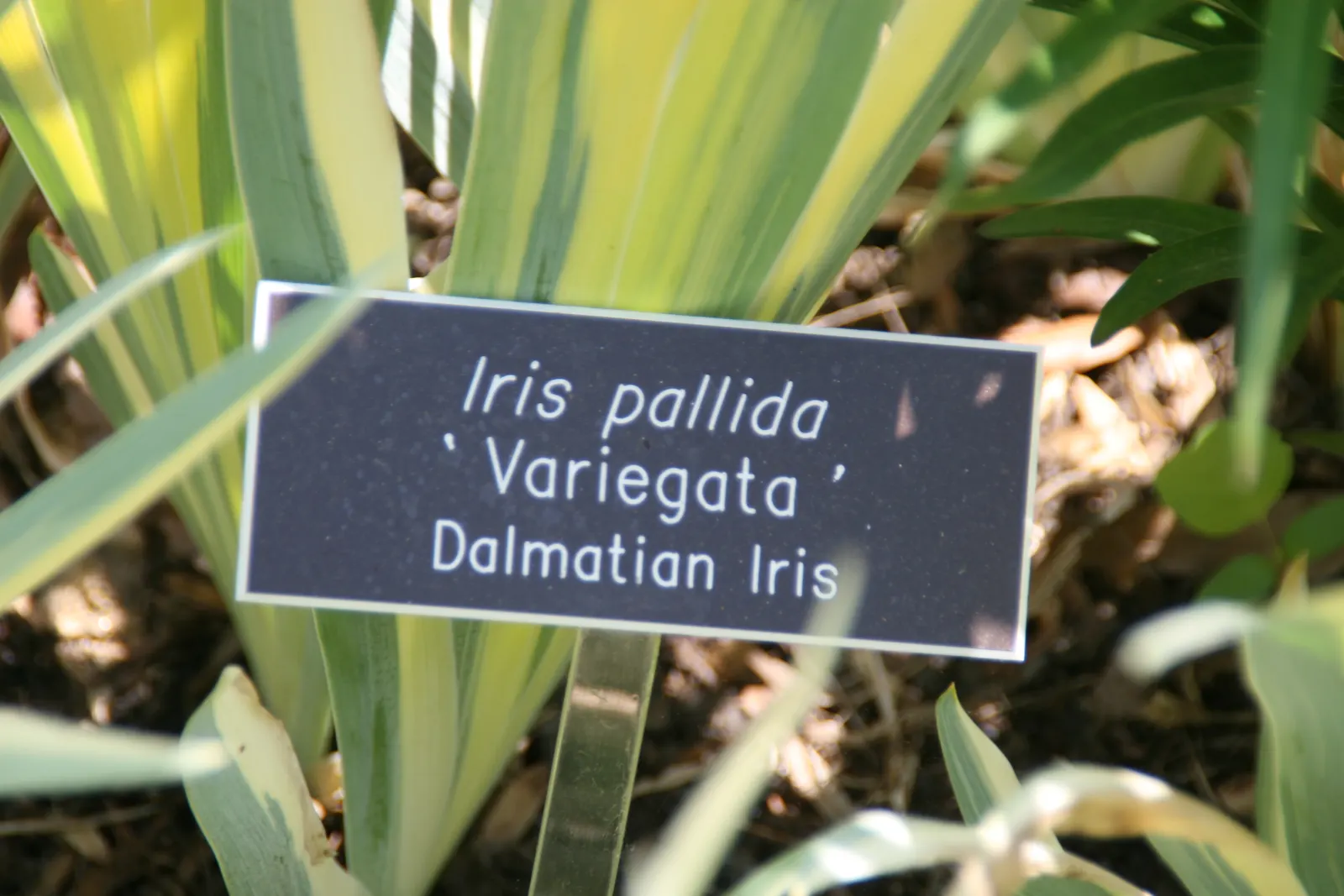 Yellow Dalmation Iris (Iris Pallida 'Variegata') — Iris pallida 'Variegata' thrives in full sun to partial shade