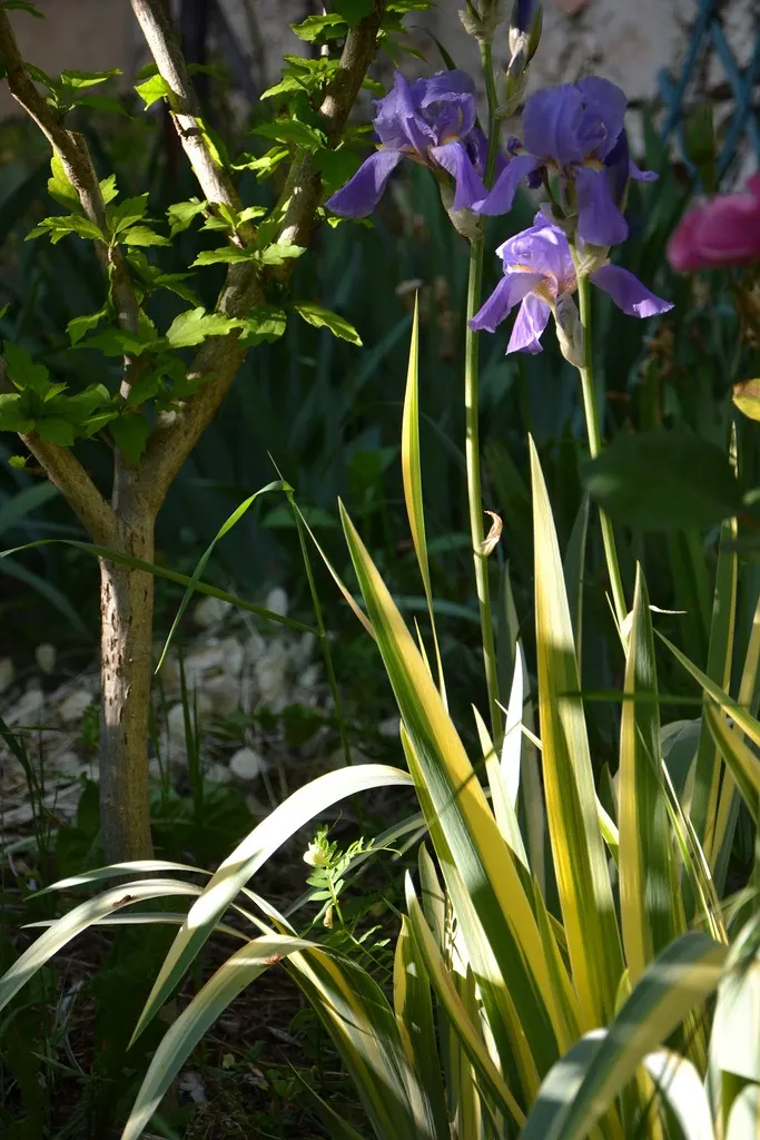 Yellow Dalmation Iris (Iris Pallida 'Variegata') — When planting, spacing should be approximately 18 to 24 inches apart to ensure each plant has room to mature
