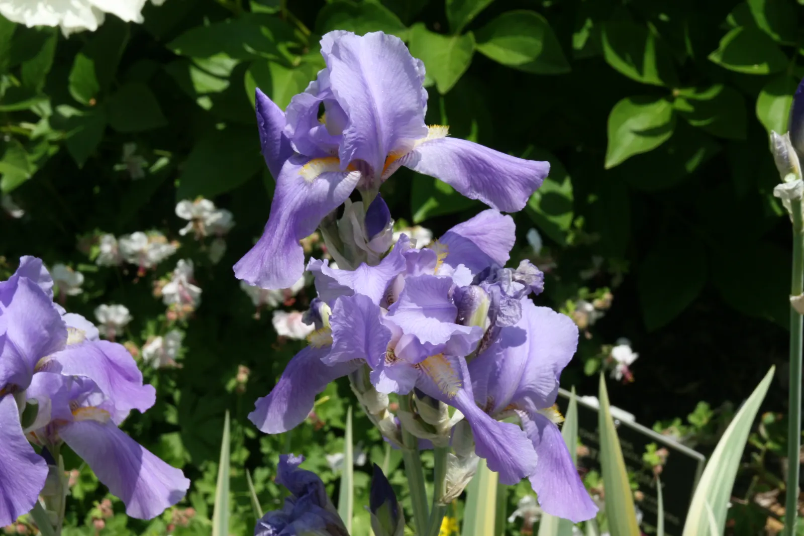 Yellow Dalmation Iris (Iris Pallida 'Variegata') — and as a structural component in perennial beds