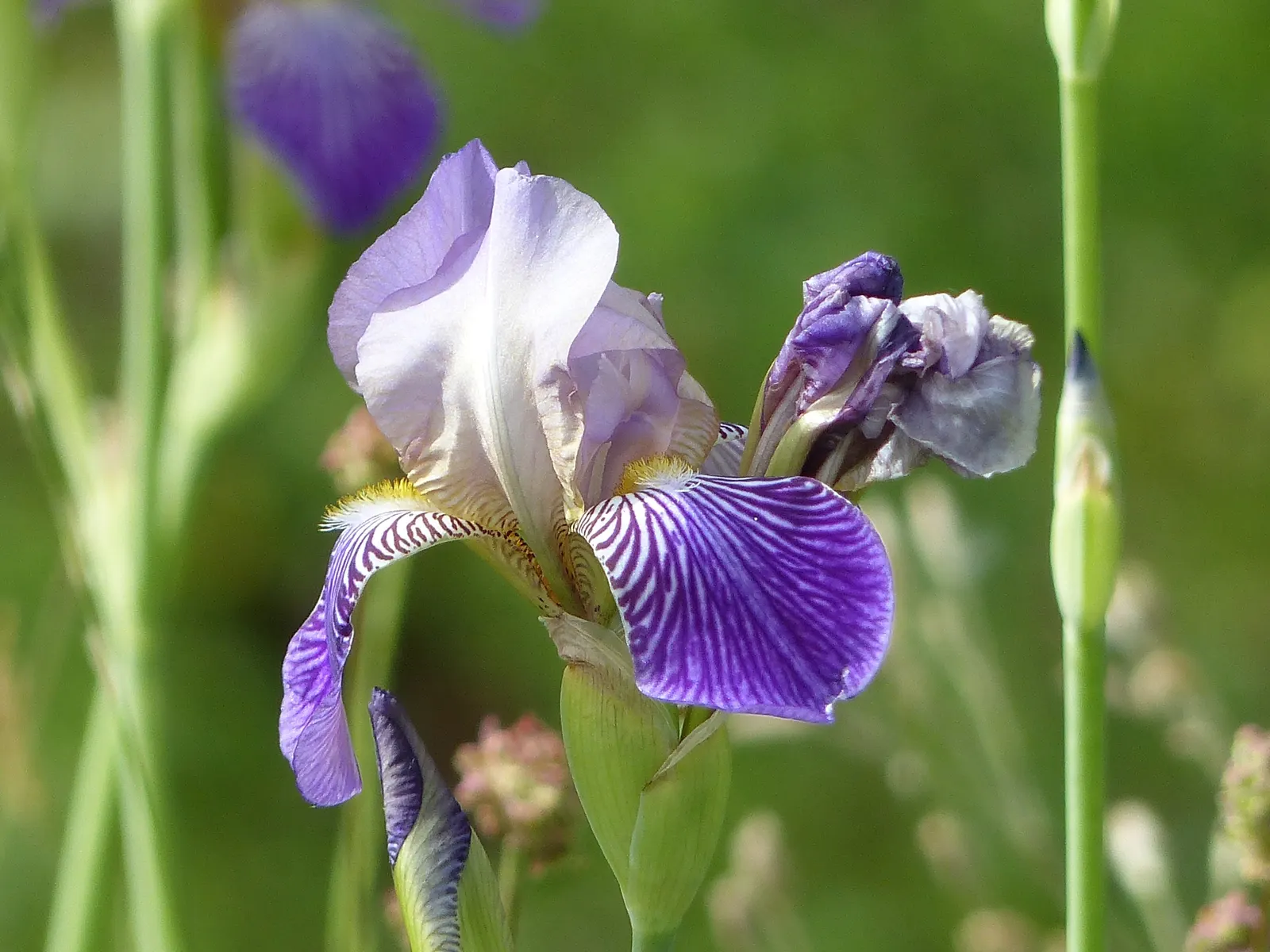 Yellow Dalmation Iris (Iris Pallida 'Variegata') — Its foliage provides lasting interest even when the plant is not in bloom