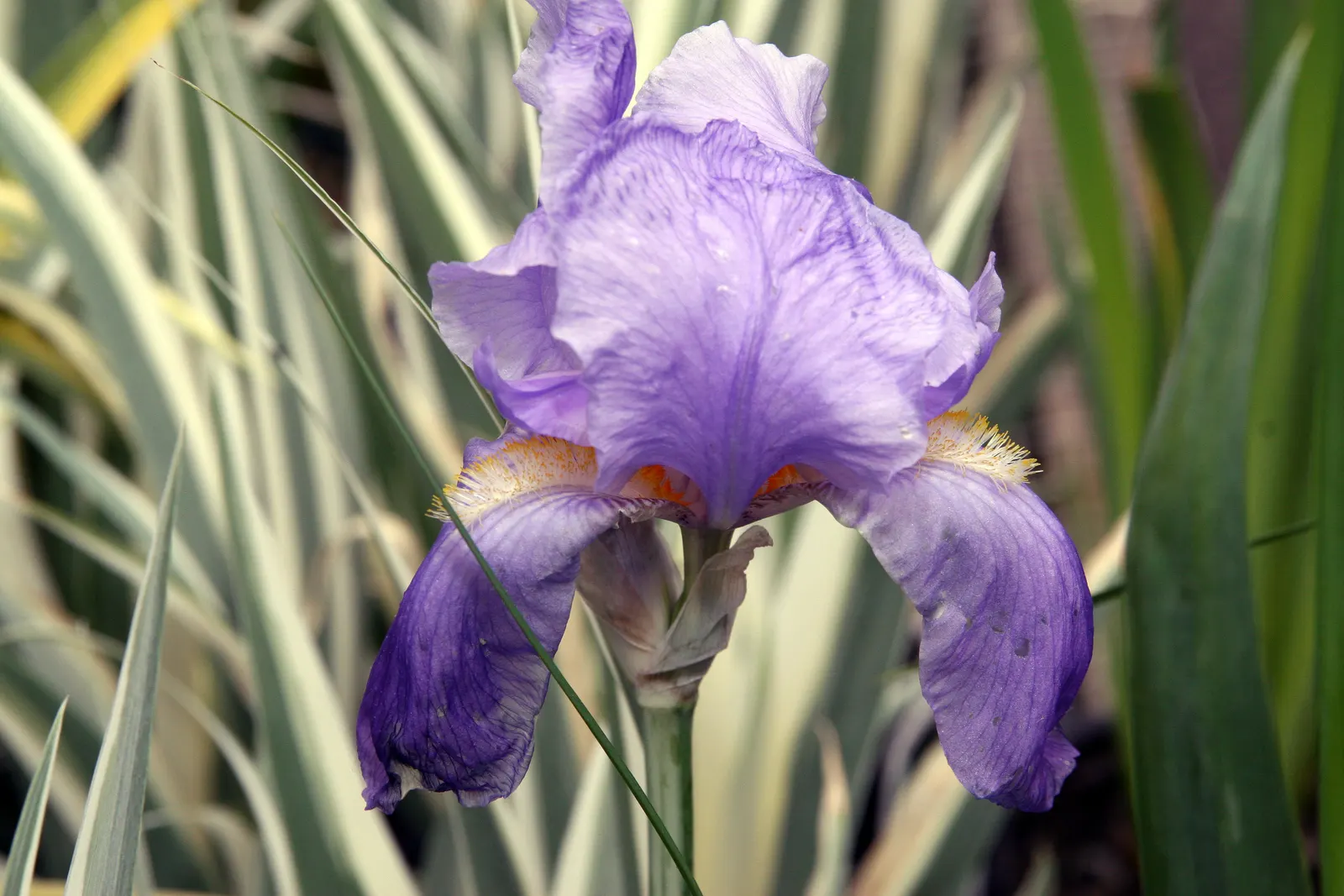 Yellow Dalmation Iris (Iris Pallida 'Variegata') — perennial with blue blooms