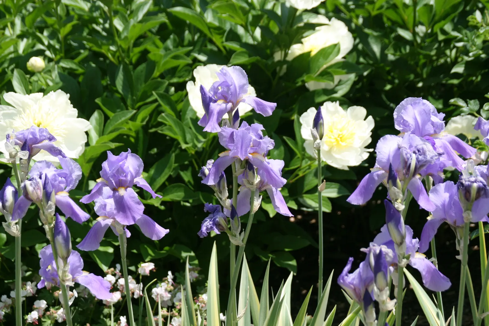 Yellow Dalmation Iris (Iris Pallida 'Variegata') — It prefers well-drained soil, with moderate moisture
