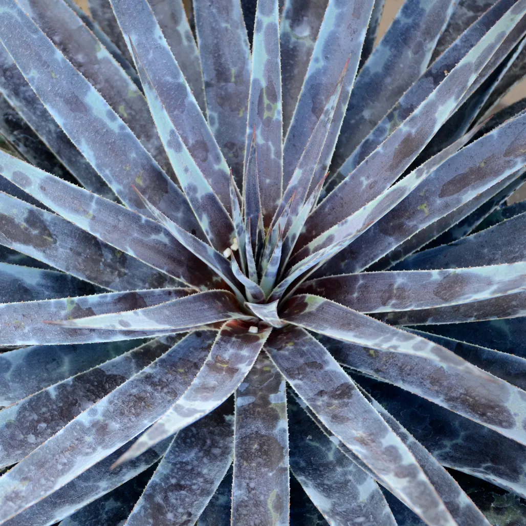 Moonglow Mangave (Mangave 'Moonglow') — The Mangave 'Moonglow' is a captivating succulent hybrid