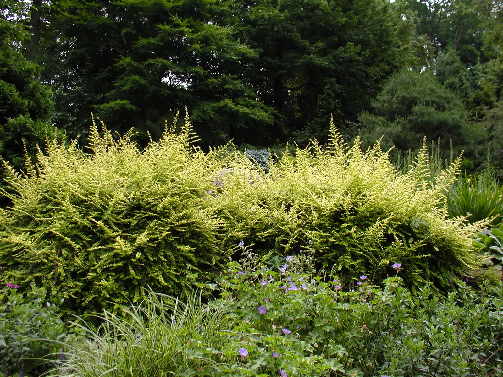 Box Honeysuckle (Lonicera Nitida) — and matures to a neat 5 to 8 feet in height and spread