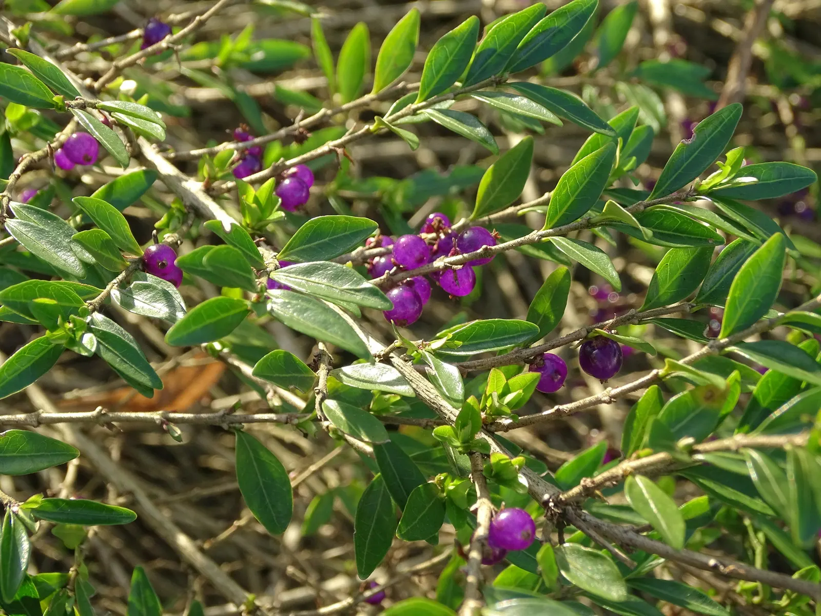 Box Honeysuckle (Lonicera Nitida) — scientifically known as Lonicera nitida