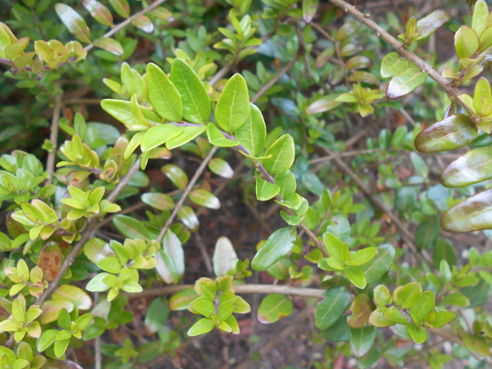 Box Honeysuckle (Lonicera Nitida) — ovate leaves and a glossy texture