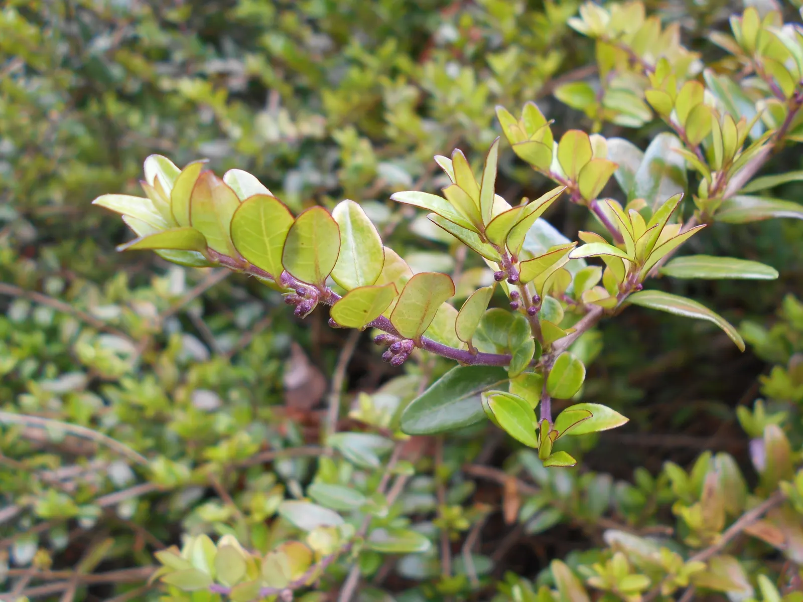 Box Honeysuckle (Lonicera Nitida) — it prefers full sun to partial shade and well-draining soil