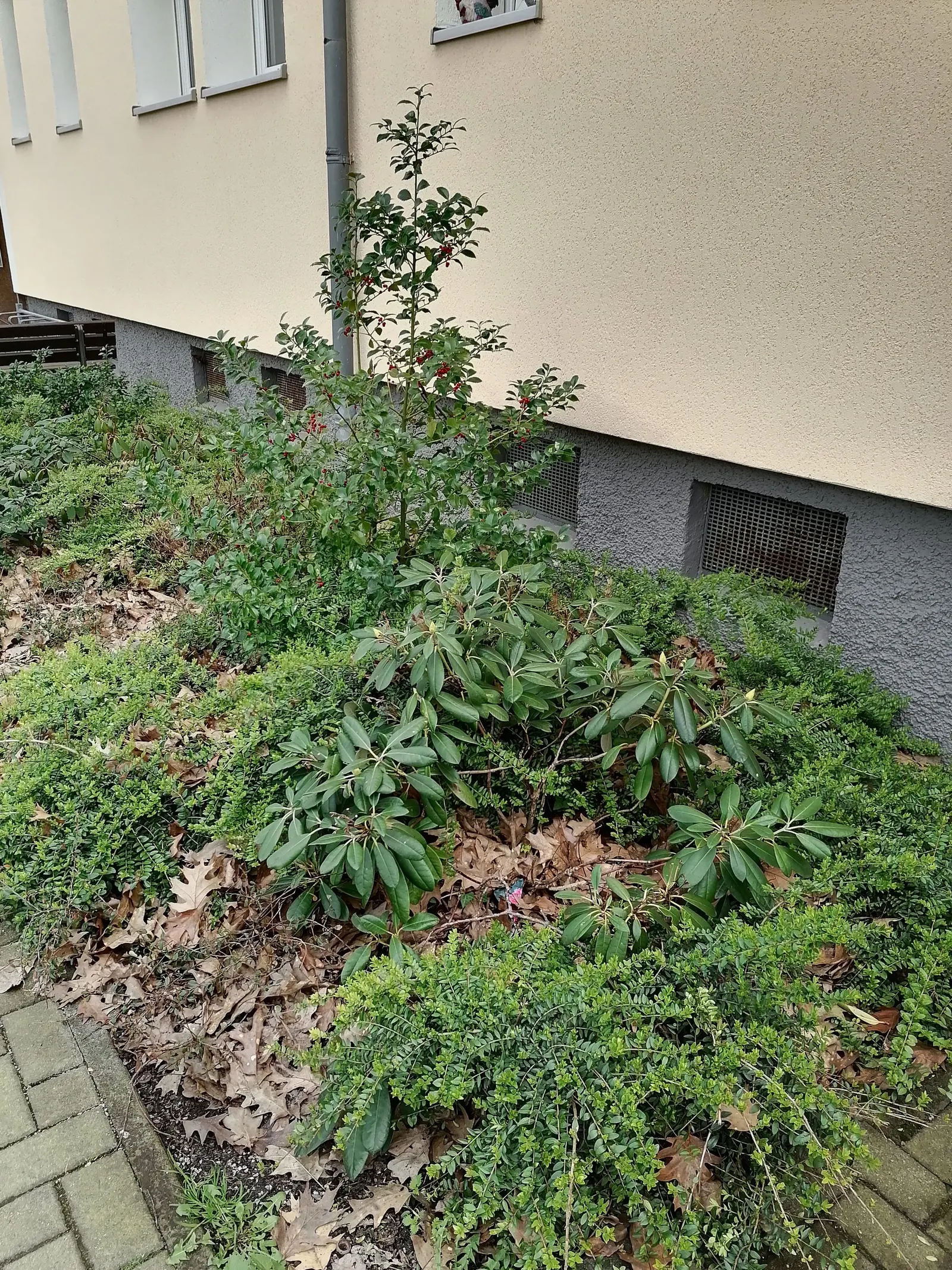 Box Honeysuckle (Lonicera Nitida) — finely textured foliage and its ability to be shaped with ease; is a versatile evergreen shrub that shines as an asset in