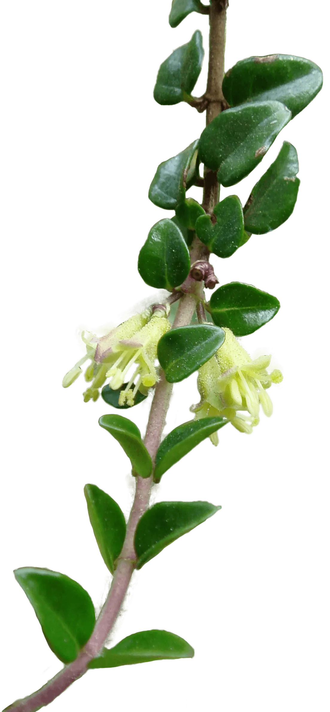 Box Honeysuckle (Lonicera Nitida) — which are glossy green and typically grow up to 0.5 inches long