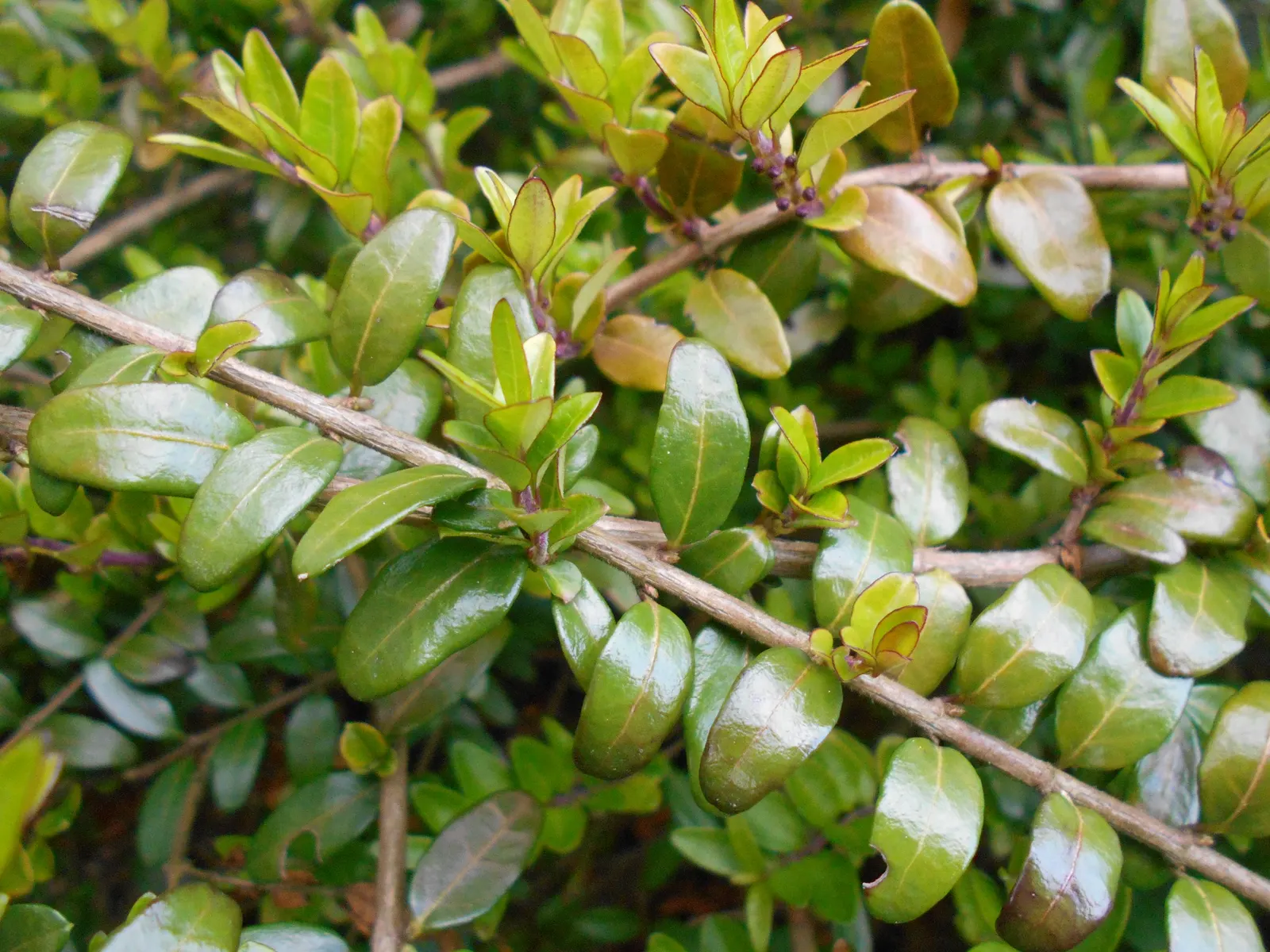 Box Honeysuckle (Lonicera Nitida) — When left untrimmed, the Box Honeysuckle can reach a mature height of 5 to 8 feet, with a similar spread