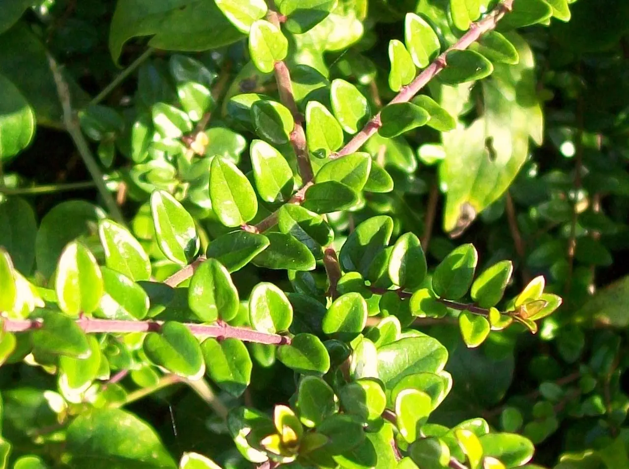 Box Honeysuckle (Lonicera Nitida) — lending itself to a multitude of design uses.<br><br>Thriving in USDA zones 6 through 9; scientifically known as Lonicera