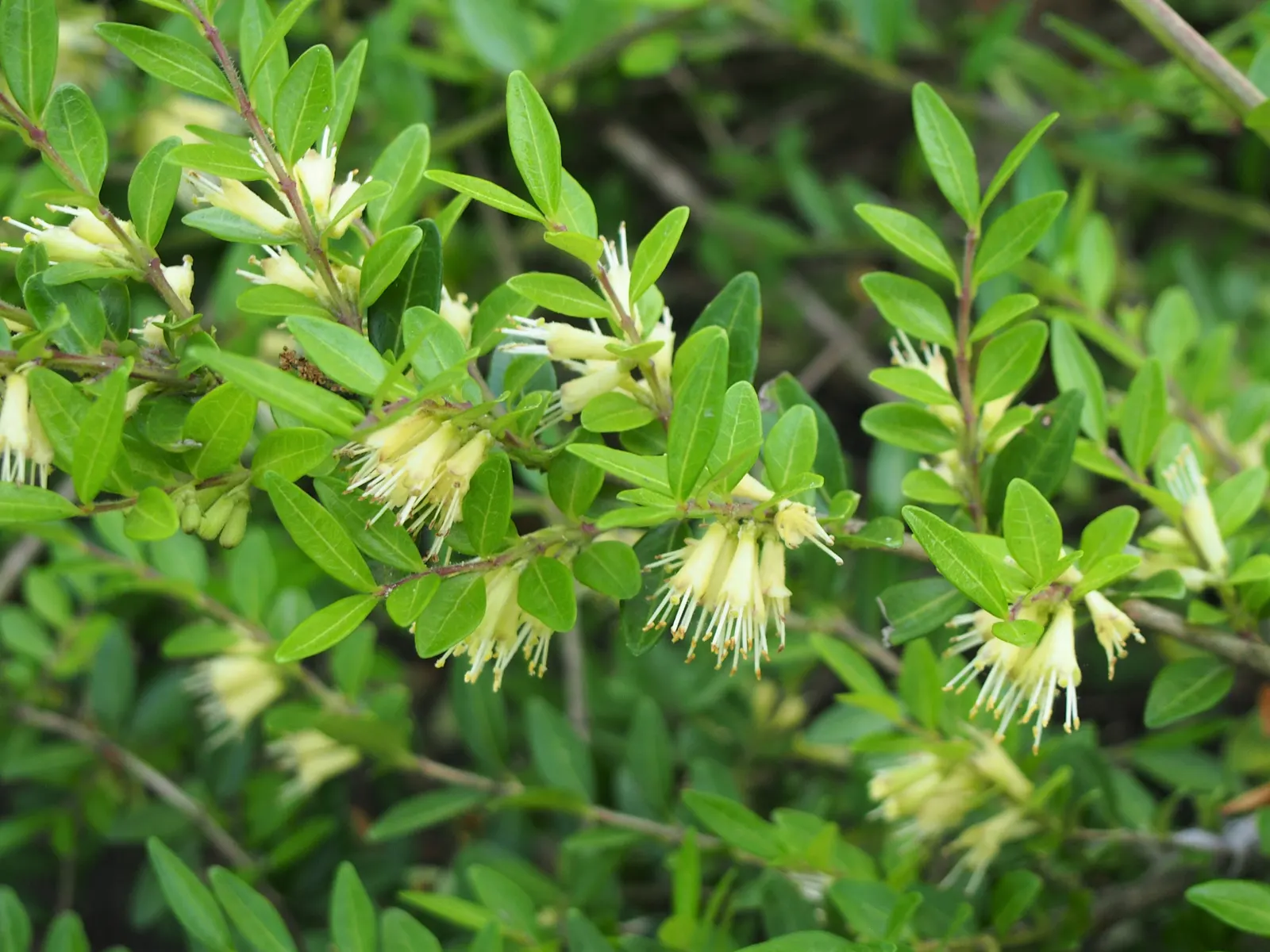 Box Honeysuckle (Lonicera Nitida) — This resilient shrub tolerates a range of soil types and conditions; cream-colored flowers in the spring