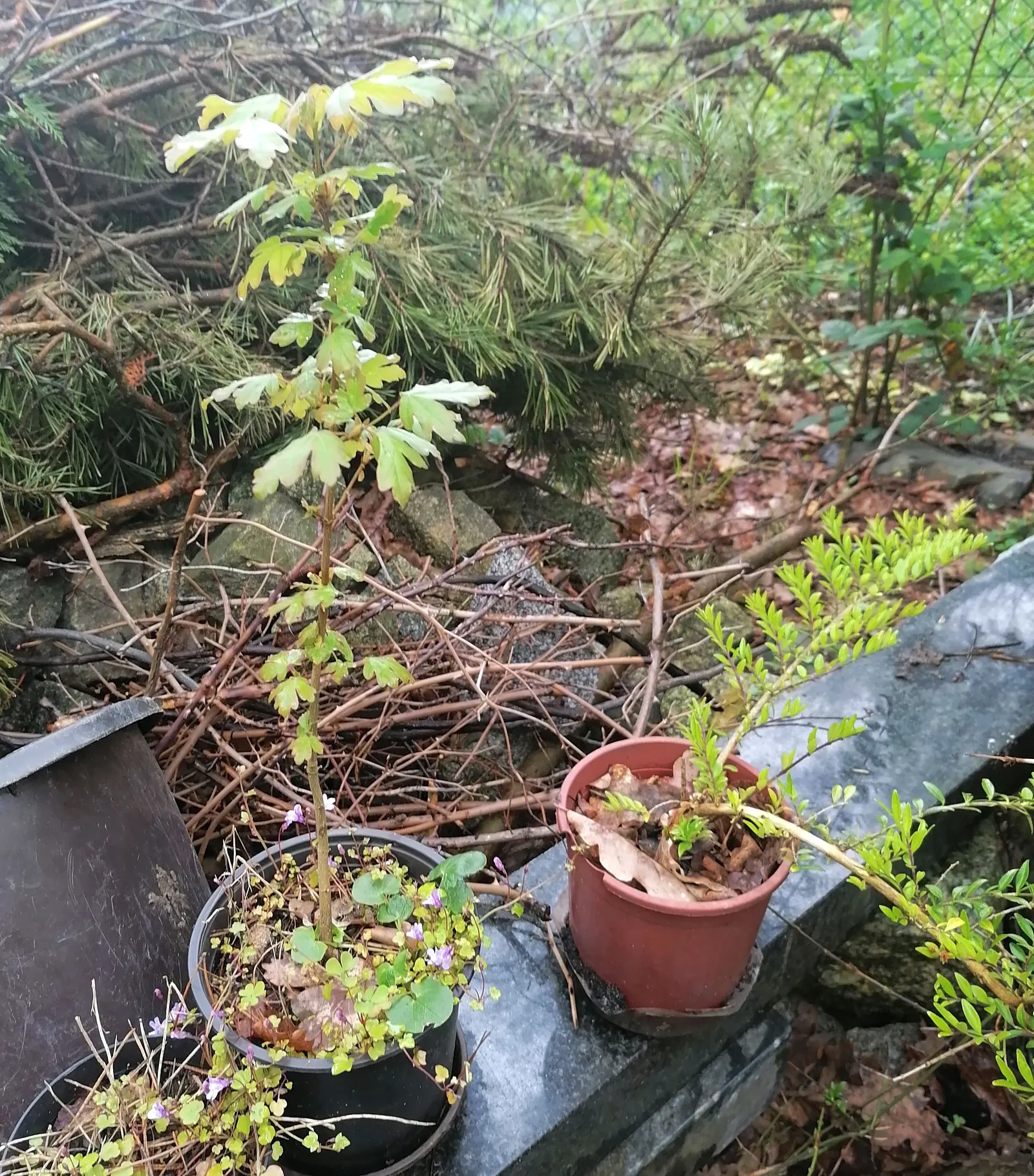 Box Honeysuckle (Lonicera Nitida) — When left untrimmed, the Box Honeysuckle can reach a mature height of 5 to 8 feet, with a similar spread; which are often